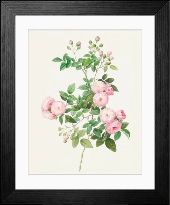 Framed Print : Beautiful Rose Flower illustration. Flesh Pink Rose Framed Print : Beautiful Rose Flower illustration. Flesh Pink Rose