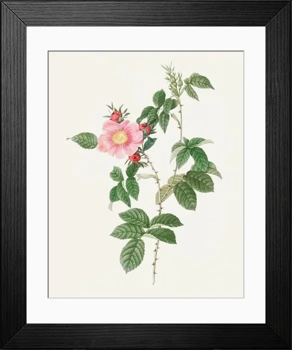 Framed Print : Beautiful Rose Flower illustration. Flowered Dog Rose Framed Print : Beautiful Rose Flower illustration. Flowered Dog Rose