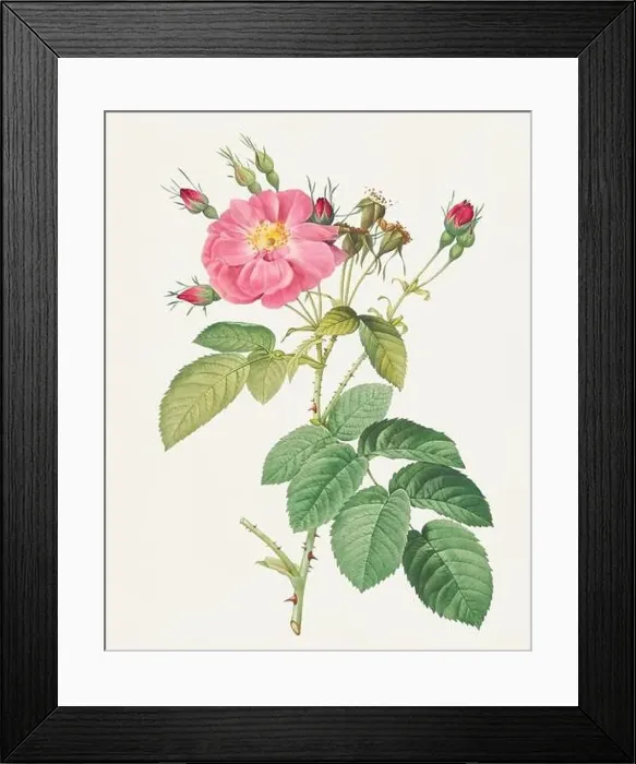 Framed Print : Beautiful Rose Flower illustration. Harsh Downy Rose-Cotton Rose Framed Print : Beautiful Rose Flower illustration. Harsh Downy Rose-Cotton Rose