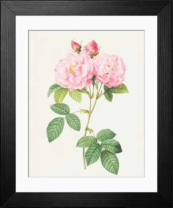 Framed Print : Beautiful Rose Flower illustration. Italian Damask Rose Framed Print : Beautiful Rose Flower illustration. Italian Damask Rose