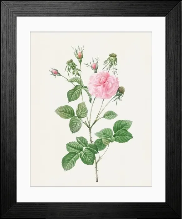 Framed Print : Beautiful Rose Flower illustration. Pink Agatha Rose Framed Print : Beautiful Rose Flower illustration. Pink Agatha Rose