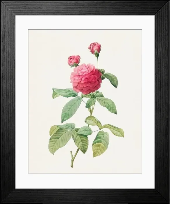 Framed Print : Beautiful Rose Flower illustration. Purple AgathaRose Framed Print : Beautiful Rose Flower illustration. Purple AgathaRose