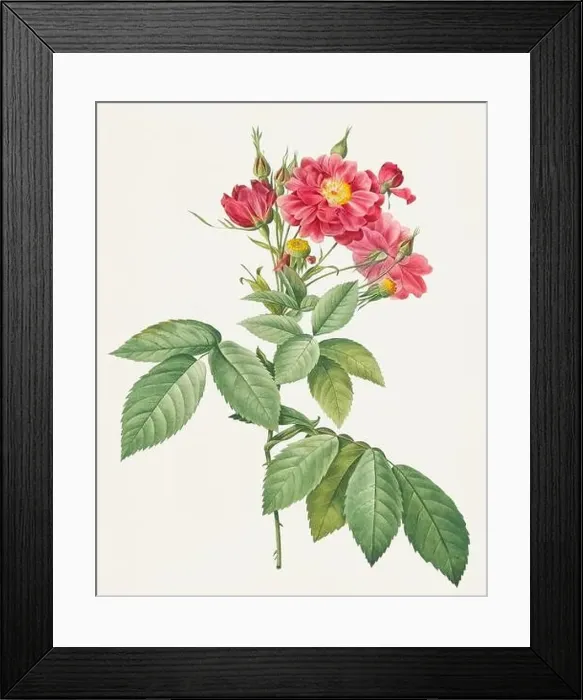 Framed Print : Antique Rose illustration. Rambling Rose Framed Print : Antique Rose illustration. Rambling Rose