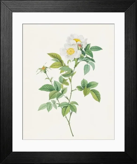 Framed Print : Antique Rose illustration. White wild Rose Framed Print : Antique Rose illustration. White wild Rose