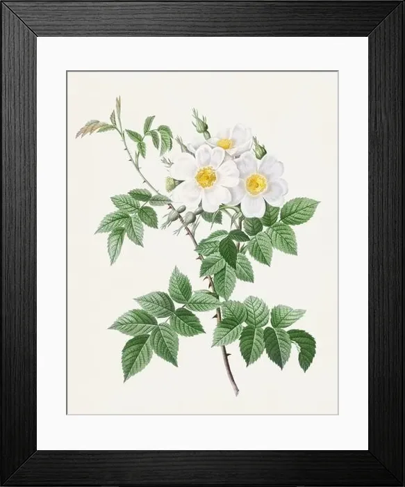 Framed Print : Beautiful Rose Flower illustration. White roses Framed Print : Beautiful Rose Flower illustration. White roses