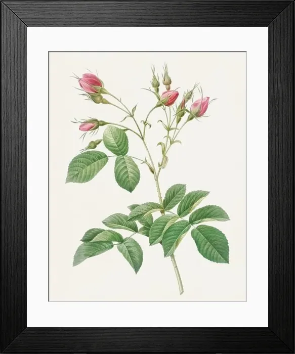 Framed Print : Antique Rose Flower illustration Framed Print : Antique Rose Flower illustration