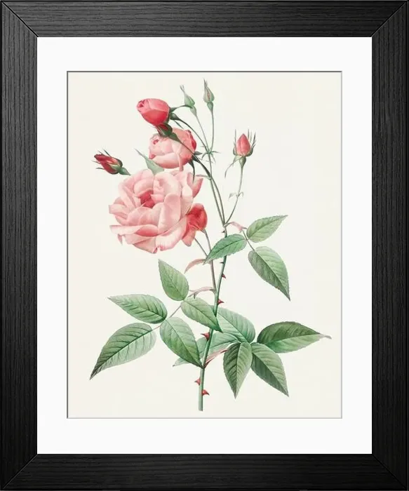 Framed Print : Antique Rose illustration. Rose of India Framed Print : Antique Rose illustration. Rose of India