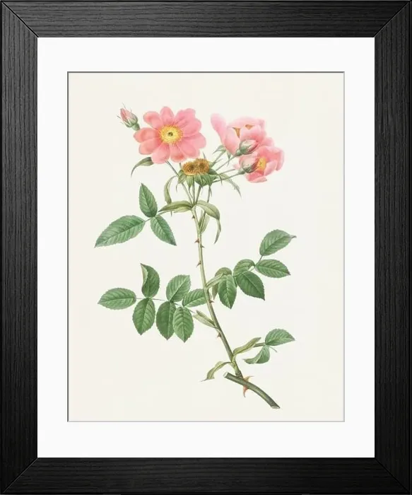 Framed Print : Antique Rose illustration. Rose of Lady Monson Framed Print : Antique Rose illustration. Rose of Lady Monson