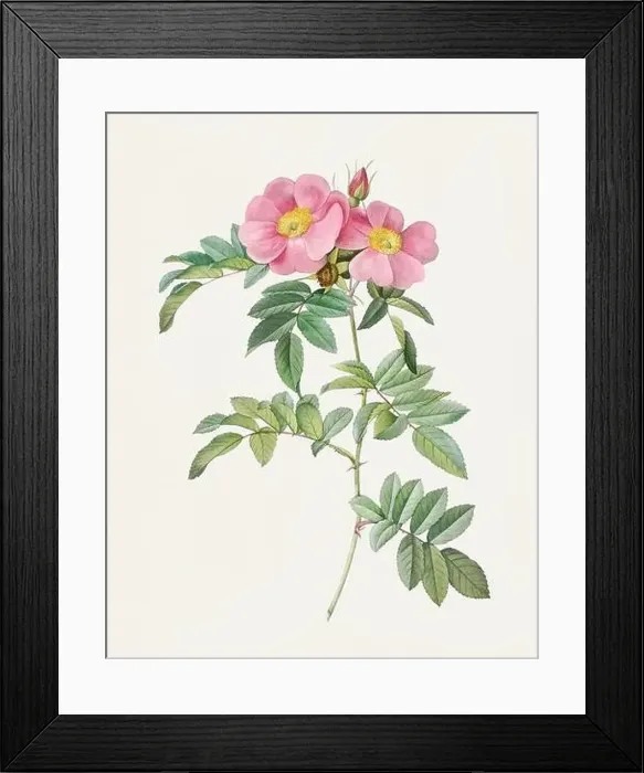 Framed Print : Antique Rose illustration. Shining Rose Framed Print : Antique Rose illustration. Shining Rose