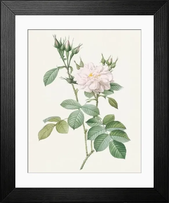 Framed Print : Antique Rose illustration. White Autumn Damask Rose Framed Print : Antique Rose illustration. White Autumn Damask Rose