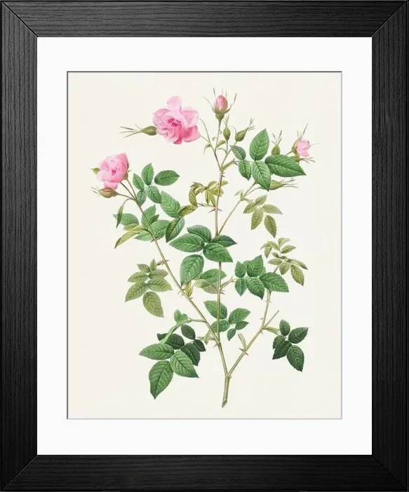 Framed Print : Antique Rose illustration.Beautiful Rose Flower. Wild Rose Framed Print : Antique Rose illustration.Beautiful Rose Flower. Wild Rose
