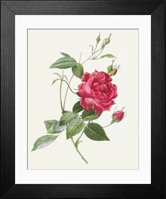 Framed Print : Antique Rose illustration. Botanical rose flower art. Blood-Red Bengal Rose Framed Print : Antique Rose illustration. Botanical rose flower art. Blood-Red Bengal Rose