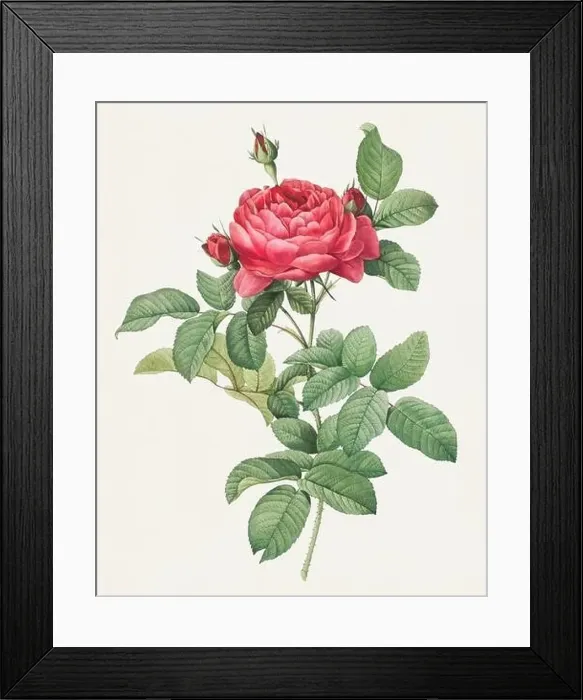 Framed Print : Antique Rose illustration. Botanical rose flower art. Bridge Rose Framed Print : Antique Rose illustration. Botanical rose flower art. Bridge Rose