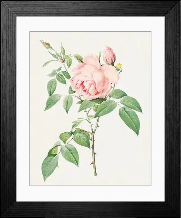 Framed Print : Antique Rose illustration. Botanical rose flower art. Fragrant Rosebush Framed Print : Antique Rose illustration. Botanical rose flower art. Fragrant Rosebush