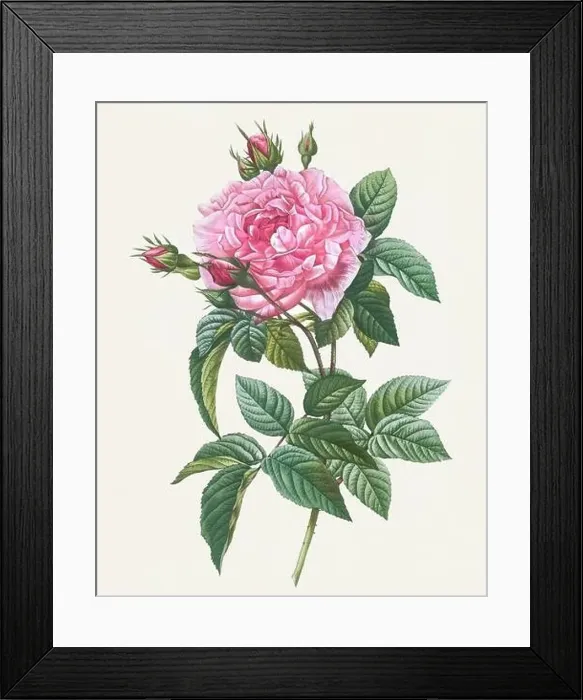 Framed Print : Antique Rose illustration. Botanical rose flower art. Gallic Rose Framed Print : Antique Rose illustration. Botanical rose flower art. Gallic Rose
