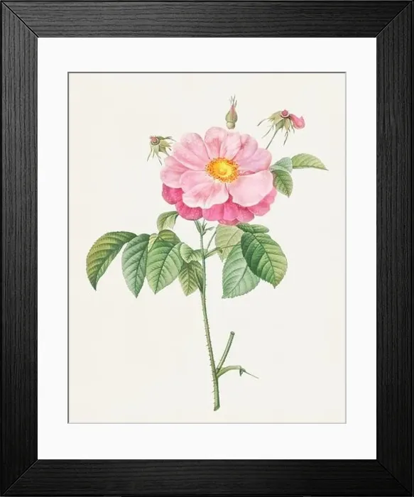 Framed Print : Antique Rose illustration. Botanical rose flower art. Marbled or speckled Provins rose Framed Print : Antique Rose illustration. Botanical rose flower art. Marbled or speckled Provins rose