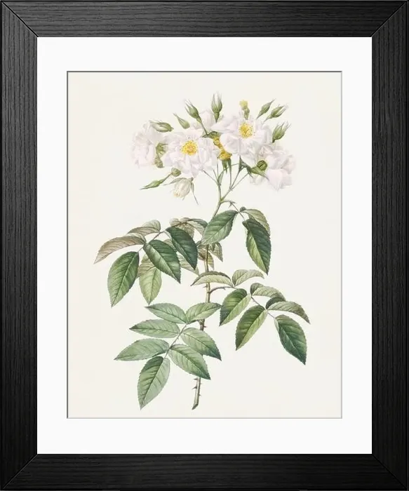 Framed Print : Antique Rose illustration. Botanical rose flower art. Musk rose Framed Print : Antique Rose illustration. Botanical rose flower art. Musk rose