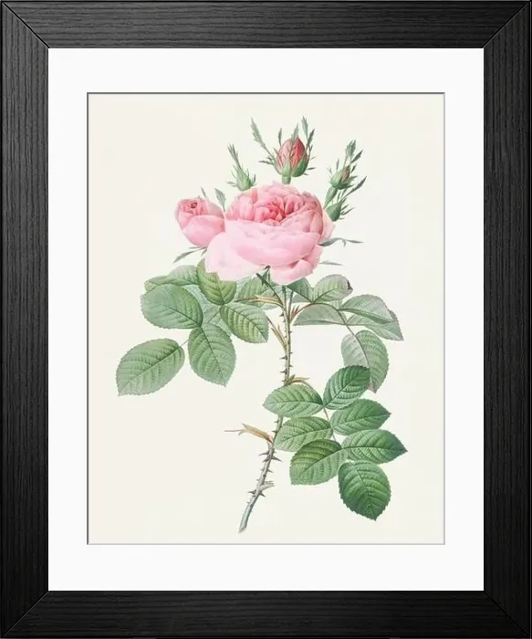 Framed Print : Antique Rose illustration. Botanical rose flower art Framed Print : Antique Rose illustration. Botanical rose flower art
