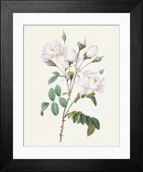 Framed Print : Antique Rose illustration. Botanical rose flower art. White Rose Framed Print : Antique Rose illustration. Botanical rose flower art. White Rose