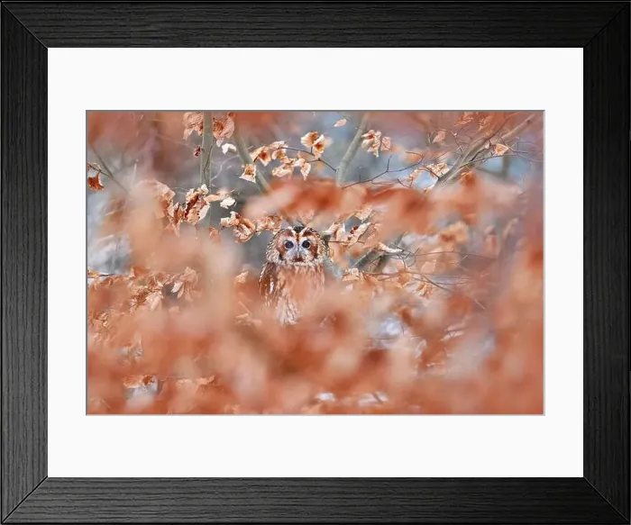 Framed Print : Tawny owl hidden in the fall wood Framed Print : Tawny owl hidden in the fall wood