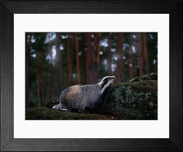 Framed Print : Badger in stone forest, Germany Framed Print : Badger in stone forest, Germany
