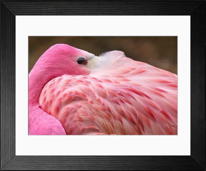 Framed Print : Bolivia - Andean flamingo, Phoenicoparrus andinus Framed Print : Bolivia - Andean flamingo, Phoenicoparrus andinus