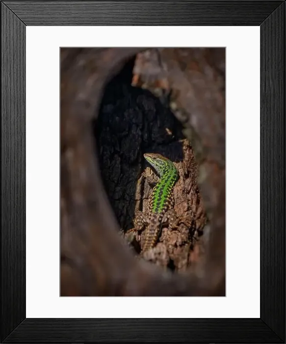 Framed Print : Italian wall lizard, Podarcis sicula Framed Print : Italian wall lizard, Podarcis sicula