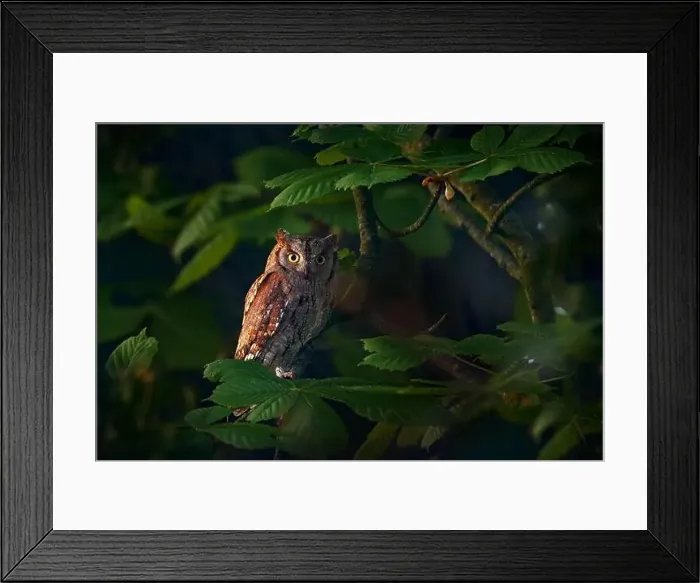 Framed Print : Scops Owl, Otus scops, little owl in the nature habitat Framed Print : Scops Owl, Otus scops, little owl in the nature habitat