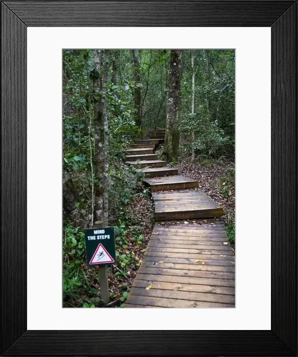 Framed Print : Path of Tsitsikamma National Park on South Africa Framed Print : Path of Tsitsikamma National Park on South Africa