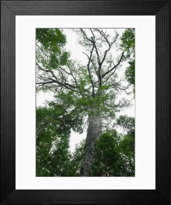 Framed Print : View at the Big Tree of Tsitsikamma National Park on South Africa Framed Print : View at the Big Tree of Tsitsikamma National Park on South Africa