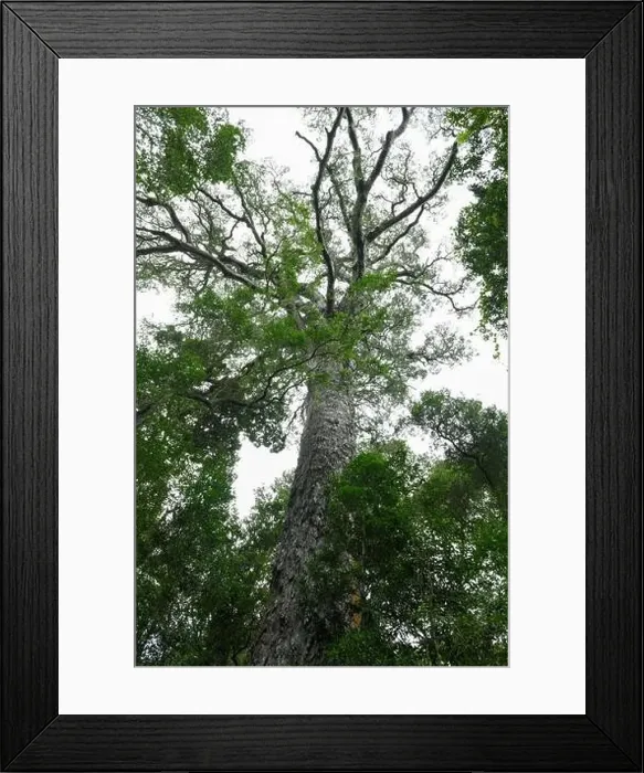 Framed Print : View at the Big Tree of Tsitsikamma National Park on South Africa Framed Print : View at the Big Tree of Tsitsikamma National Park on South Africa