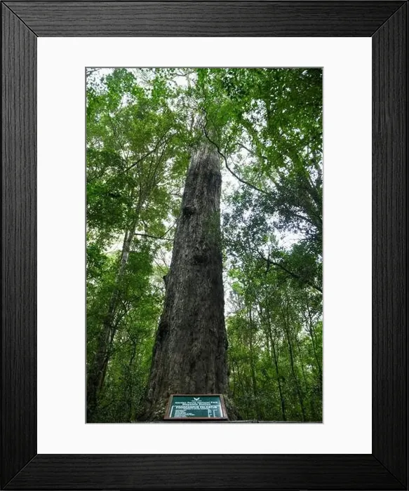 Framed Print : View at the Big Tree of Tsitsikamma National Park on South Africa Framed Print : View at the Big Tree of Tsitsikamma National Park on South Africa