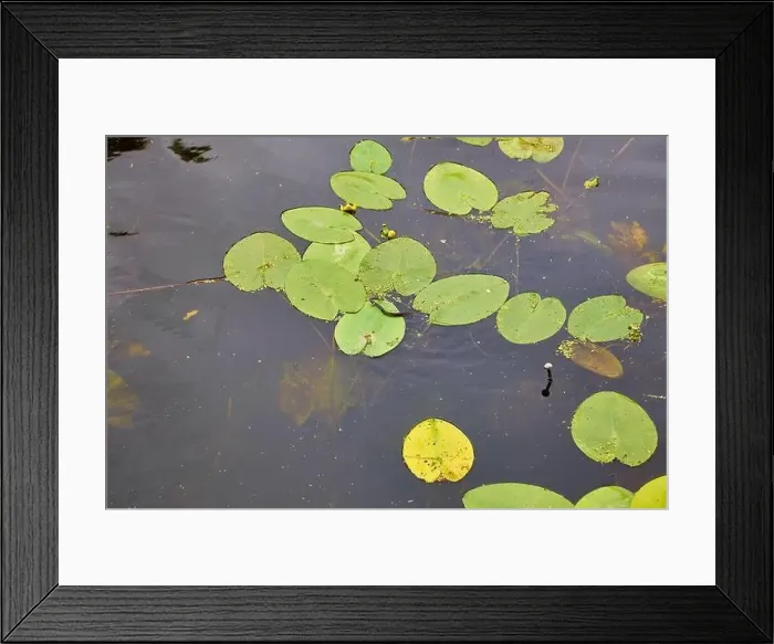 Framed Print : Aerial view of pond with yellow waterlily flowers, green leaf, duckweed in a summer day