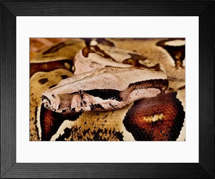 Framed Print : Suriname red-tailed boa (Boa constrictor constrictor) Framed Print : Suriname red-tailed boa (Boa constrictor constrictor)