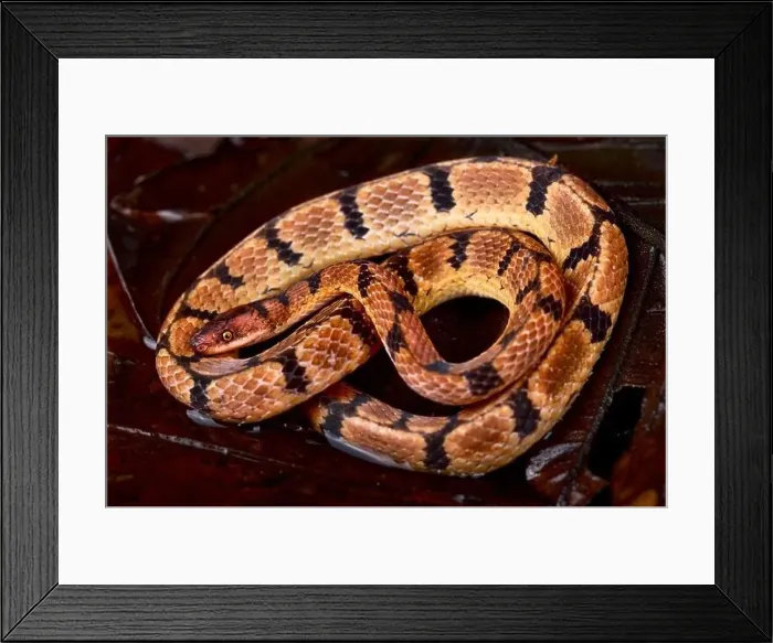 Framed Print : Wucherer's ground snake (Xenopholis scalaris) Framed Print : Wucherer's ground snake (Xenopholis scalaris)