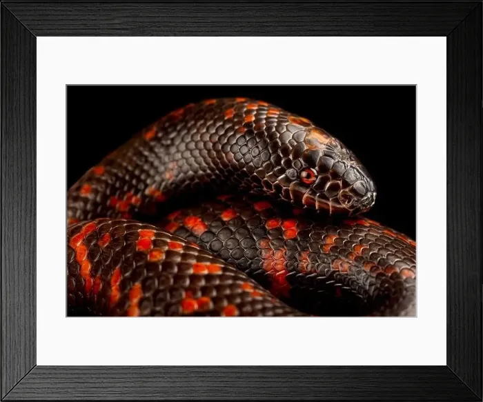 Framed Print : African burrowing python (Calabaria rainhardtii) Framed Print : African burrowing python (Calabaria rainhardtii)