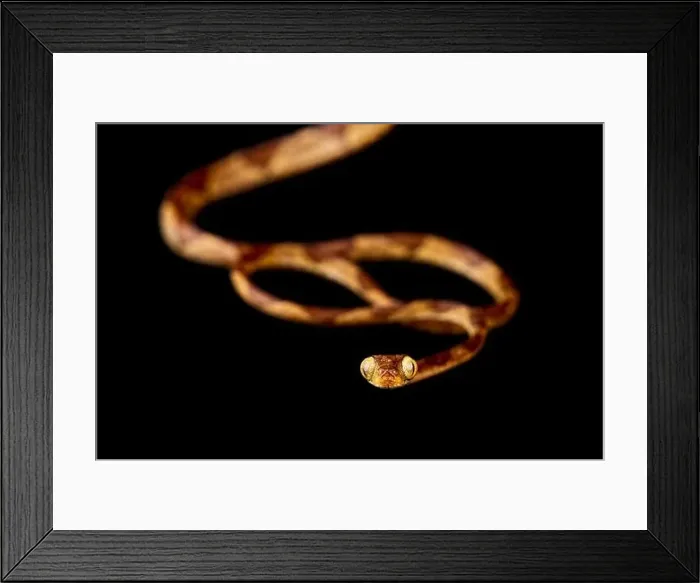 Framed Print : Amazon basin tree snake (Imantodes lantiferus)