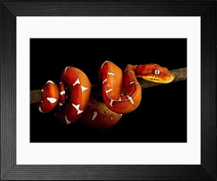Framed Print : Amazon Basin emerald tree boa (Corallus batesii)