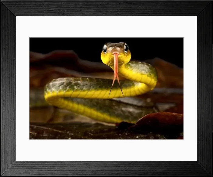 Framed Print : Amazonian Whip snake (Chironius exoletus) Framed Print : Amazonian Whip snake (Chironius exoletus)