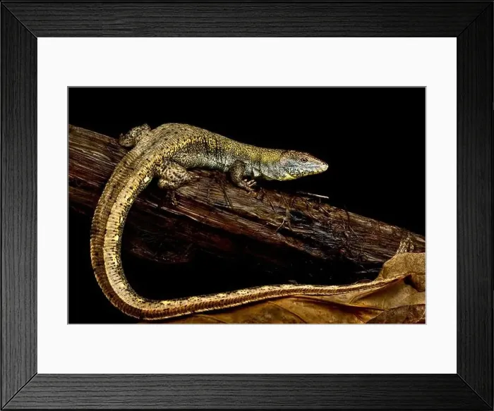 Framed Print : Crocodile lizard (Crocodilurus amazonicus) Framed Print : Crocodile lizard (Crocodilurus amazonicus)