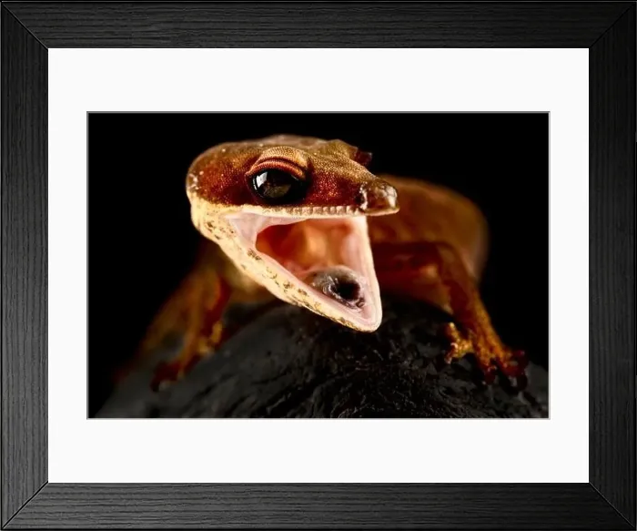 Framed Print : Cat eyed gecko (Aeluroscalabotes felinus) Framed Print : Cat eyed gecko (Aeluroscalabotes felinus)