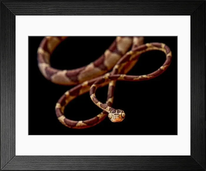 Framed Print : Bluntheaded tree snake (Imantodes cenchoa) Framed Print : Bluntheaded tree snake (Imantodes cenchoa)