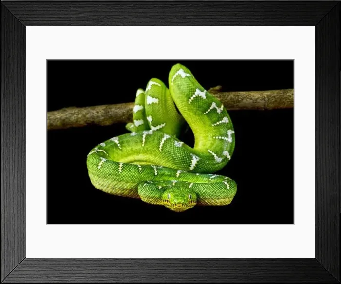 Framed Print : Green tree boa (Corallus caninus) Framed Print : Green tree boa (Corallus caninus)