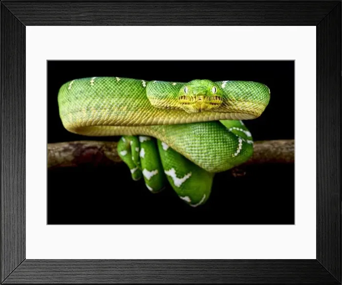 Framed Print : Emerald Tree Boa (Corallus caninus) Framed Print : Emerald Tree Boa (Corallus caninus)