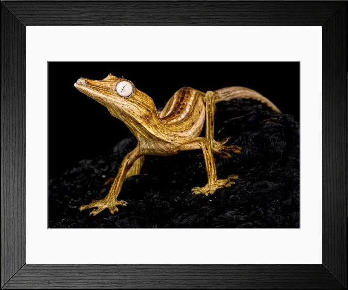 Framed Print : Lined Leaf-tailed gecko (Uroplatus lineatus)