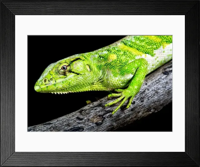 Framed Print : Monkey lizard (Polychrus marmoratus) Framed Print : Monkey lizard (Polychrus marmoratus)