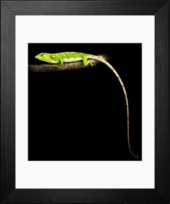 Framed Print : Monkey lizard (Polychrus marmoratus) Framed Print : Monkey lizard (Polychrus marmoratus)