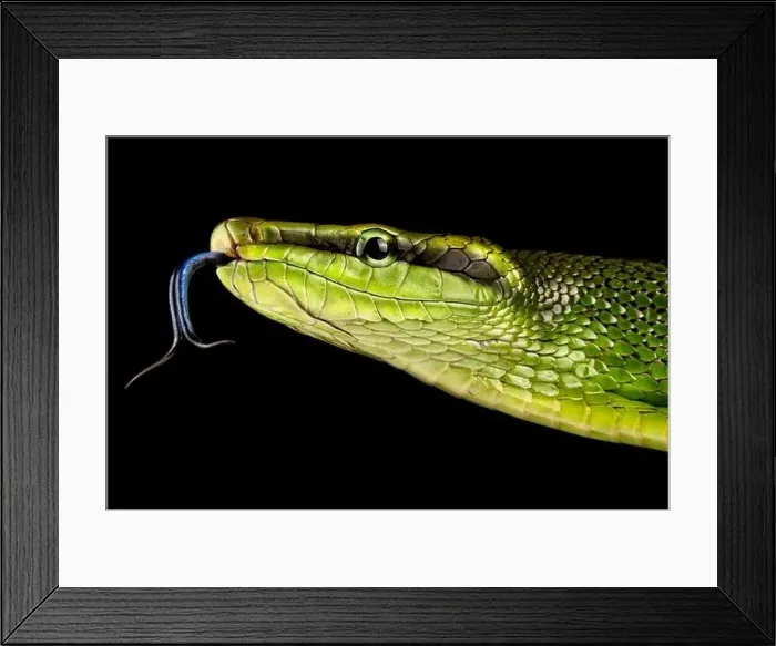 Framed Print : Red-tailed Green Ratsnake (Gonyosoma oxycephalum) Framed Print : Red-tailed Green Ratsnake (Gonyosoma oxycephalum)