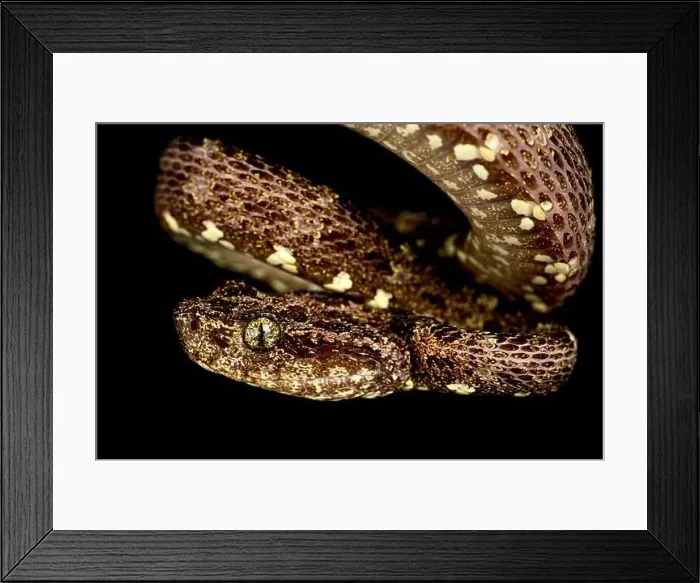 Framed Print : Speckled Forest Pitviper (Bothrops taeniata)
