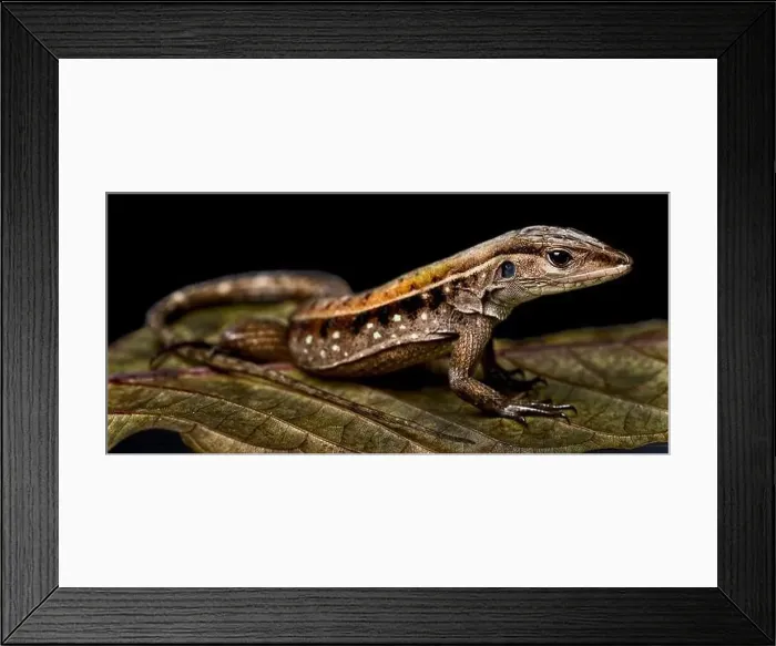 Framed Print : Striped forest whiptail (Kentropix calcarata) Framed Print : Striped forest whiptail (Kentropix calcarata)